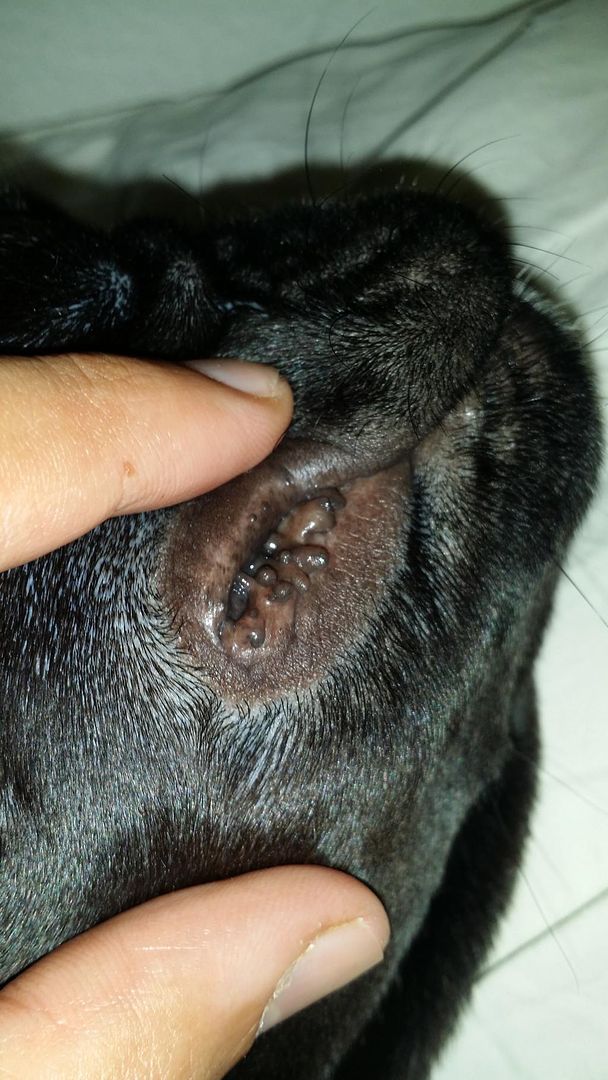 What color should my dog's gums be?